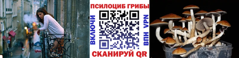 дарнет шоп  Ильский  Псилоцибиновые грибы Psilocybine cubensis 